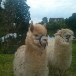 Alpacas of Mersea Farm Shop