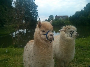 Alpacas of Mersea Farm Shop