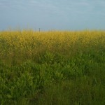 Fields of St Osyth