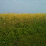 Fields of St Osyth