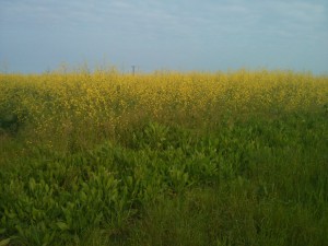 Fields of St Osyth